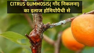 Homeopathic Control of CITRUS GUMMOSIS in citrus trees पेड़ों से गोंद निकलना रोकें होमियोपैथी से [upl. by Hau]