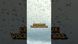 Pourquoi les oiseaux volent bas avant un orage [upl. by North]