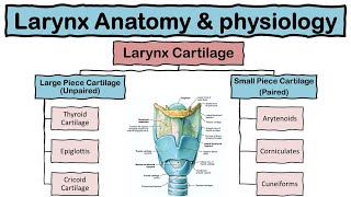 Larynx Voice Box Anatomy and Physiology  Cartilages  Functions  Respiratory system  Hindi [upl. by Eirised87]