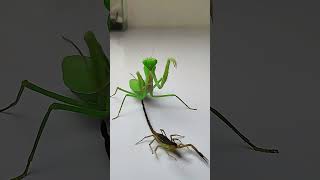 Brown Mantis vs Scorpion insects mantis scorpion animals [upl. by Lyrret]