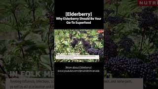 Why Elderberry Should Be Your GoTo Superfood antioxidants [upl. by Madge]