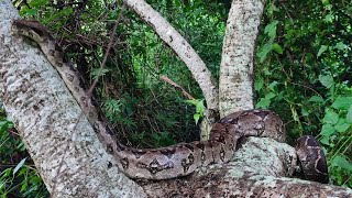 Significado De Encontrar Serpiente Masacuata En Tu Milpa [upl. by Shiff]