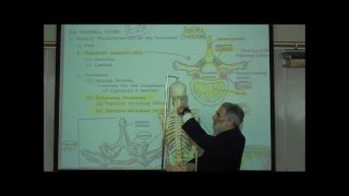 THE VERTEBRAL COLUMN amp RIB CAGE by Professor Fink [upl. by Eiresed489]