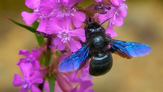 A Gentle Giant in Your Garden  Violet Carpenter Bee Xylocopa violacea [upl. by Anyat]