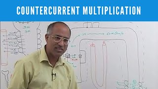 Urine Concentration and Dilution  Countercurrent Multiplication [upl. by Othelia]