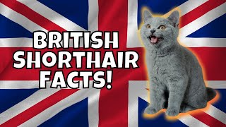 10 Fun Facts About British Shorthairs [upl. by Elleneg]