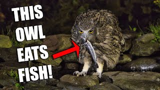 This Owl Eats Salmon [upl. by Oirretna]