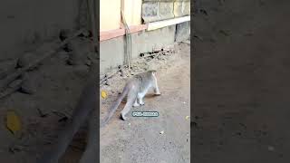 A wild monkey drinking rainwater from the floor Macaca Macaque Monkey lifestyle Macaco Bandar [upl. by Burra]