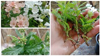 Growing Verbena Flowers How To Grow Verbena Flower From Cuttings [upl. by Nibram800]