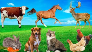 Cute Animal Moments  Dog Chicken Cow Cat Rabbit Horse [upl. by Crandell]