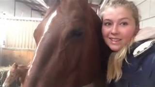 Vlog 8 Een veulen op komst De voorbereidingen geboorte en hengst of merrie🐴 [upl. by Maupin]