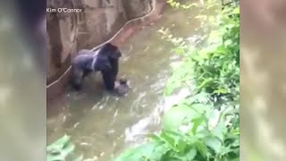 Gorilla killed at zoo in Cincinnati has family ties at Zoo Miami [upl. by Nive235]