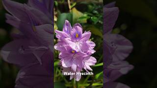 Water Hyacinth flowers garden gardenflowers plants nature shorts [upl. by Deck]