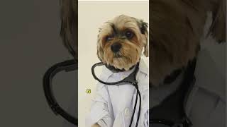 Doktor Fafik Pies Specjalista Od Leczenia Smutków 🐶🩺 [upl. by Mochun]