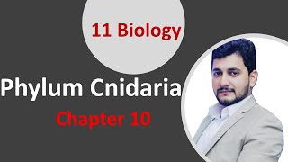 Phylum Cnidaria  11 Biology Chapter 1 Kingdom Animalia  UrduHindi [upl. by Denys]