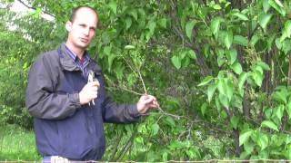 How to Prune Lilac Bushes  Gurneys Video [upl. by Einittirb]