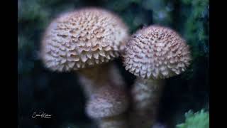 Lensbaby Paddenstoelen [upl. by Aniluj]