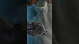 Tai Lung Destiny Tribute KFP 4K kungfupanda 4k shorts motivation [upl. by Martijn982]