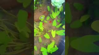 Beautiful lotus pondlotuspondfishwaterplantsgreenerynaturegardenshortsreelsstatusreel [upl. by Ilime]