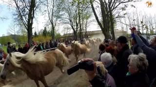 Weideauftrieb im Haflinger Gestüt Meura 30042017 [upl. by Suriaj]