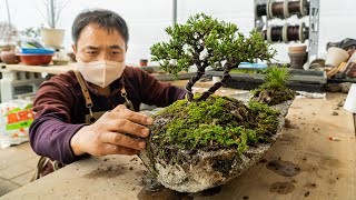 Process of Making a Bonsai Tree on a Rock Bonsai Master in Korea [upl. by Hapte793]