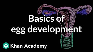 Basics of egg development  Reproductive system physiology  NCLEXRN  Khan Academy [upl. by Delamare569]