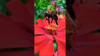 Jumbo Bembol Bee Sirao Garden Cebu natureTrip nature TripNiSelo relaxing relaxingmusic [upl. by Airyk]