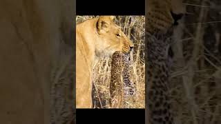 Tiger vs Jaguar for their inheritance 😊 subscribe wildlife animals tiger [upl. by Juliano402]