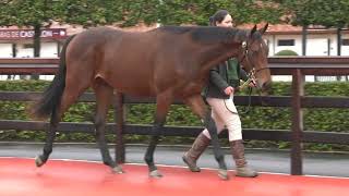 2024 October Yearling Sale  Lot 147  m NGLENEAGLES x OLATZ [upl. by Amedeo]