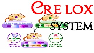 Cre lox recombination system [upl. by Refinaj]