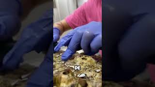 ¡Cuidado Marino ¿Por qué Remover Cirripedias de las Tortugas 🐢🌊 shorts [upl. by Julio]