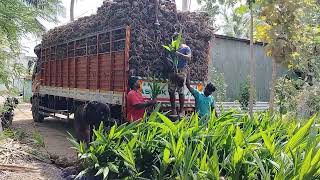 coconut plants loading [upl. by Nigen]