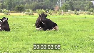 Coucher au pâturage  Lying down in Pasture [upl. by Carnes]