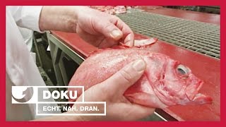 So kommt der Fisch auf den Teller  Experience  Die Reportage  kabel eins Doku [upl. by Ybrad364]