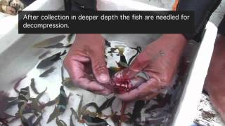 Aquarium Fishery Methods in the Philippines [upl. by Myrvyn]