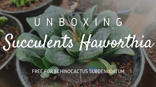 UNBOXING SUCCULENTS HAWORTHIA [upl. by Yrrab]