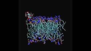 MD simulation of delphinidin formulated with βcyclodextrin at lipid membrane interface [upl. by Aihsakal]