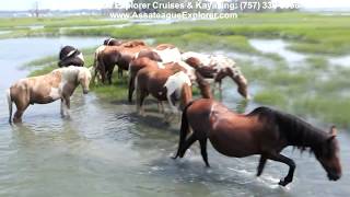 Assateague Island Assateague Explorer [upl. by Georgie]