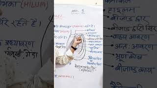 structure of ovule ।। bijand ki sanrachana।। biologyclass12 biology ovule pistil ncert neet [upl. by Laurentium]