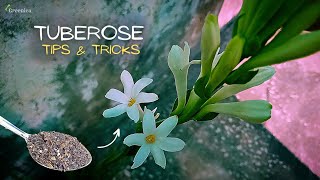 A Comprehensive Guide On Tuberose Plant Care Get More Flowers [upl. by Odeen]