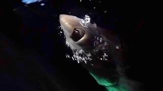 Bigeye Thresher Shark Tagging Hawaii [upl. by Gideon]