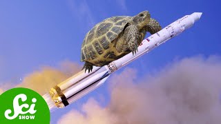 Tortoises beat Humans to the Moon [upl. by Niak347]