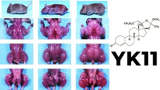 YK11 Myostatin Inhibitor – Increased Follistatin Results amp Side Effects [upl. by Serra]