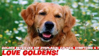 Golden Retriever Hip Dysplasia Causes Symptoms amp Treatment [upl. by Sairacaz727]