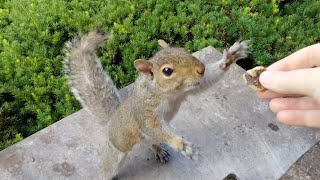 Squirrels funny reactions to handfeeding [upl. by Damalas]