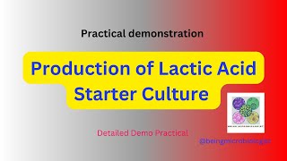 Production of Lactic Acid Starter Culturelactic acid bacteria preparationFermentationmicrobiology [upl. by Eelessej]