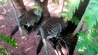 This Zebra dove bird has a unique nest  My Nest nests [upl. by Lenahc245]