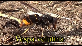 Vespa velutina o avispa asiatica datos y curiosidades [upl. by Queston]