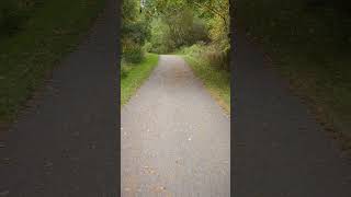 Peaceful Nature Walk in Hillcrest Heights Park RichmondHill shorts toronto autumn [upl. by Hintze]