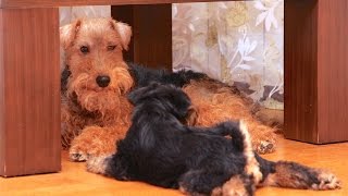 Welsh Terriers  Puppies [upl. by Candyce]